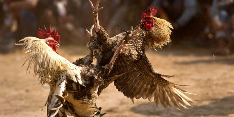 Đá Gà VUA99 Nền Tảng Cá Cược Bậc Nhất Tại Việt Nam 2025 1 Khám phá đá gà VUA99 với hàng trăm trận đấu hấp dẫn mỗi ngày